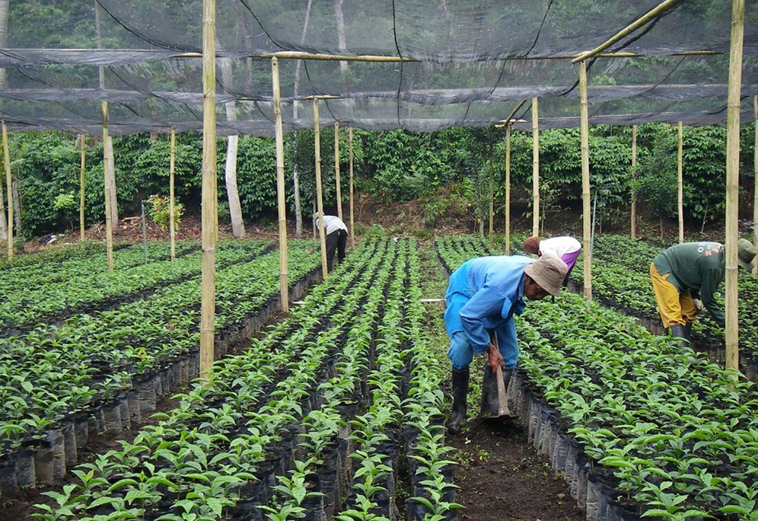 Commercial Greenhouse Application