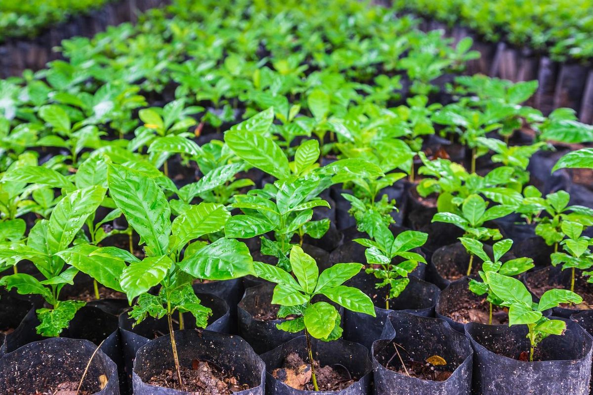 Seed Propagation & Nursery Trays