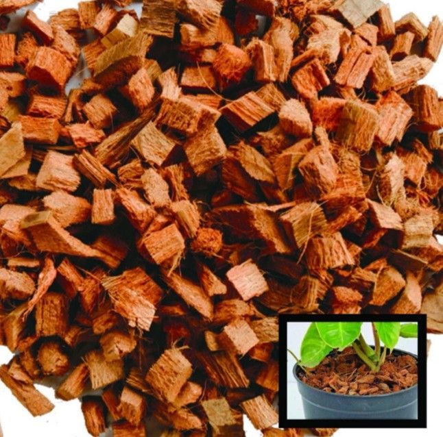 Coconut Chips